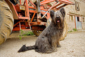 DOG 01 JE0075 01
Briard Sitting By Tractor On Farm
