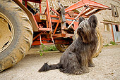 DOG 01 JE0076 01
Briard Sitting By Tractor On Farm