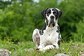 DOG 01 JE0077 01
German Mastiff Laying On Grass