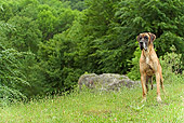 DOG 01 JE0078 01
German Mastiff Standing In Meadow