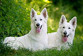 DOG 01 JE0085 01
Two White Swiss Shepherds Laying On Grass