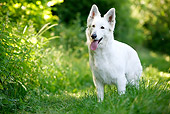 DOG 01 JE0086 01
White Swiss Shepherd Standing On Grass
