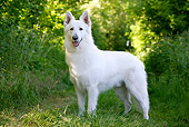 DOG 01 JE0087 01
White Swiss Shepherd Standing On Grass