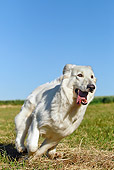 DOG 01 JE0088 01
White Swiss Shepherd Running On Grass