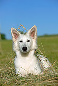 DOG 01 JE0089 01
White Swiss Shepherd Resting On Hay