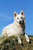 DOG 01 JE0090 01
White Swiss Shepherd Resting On Hay Bale