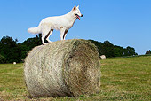 DOG 01 JE0091 01
White Swiss Shepherd Standing On Hay Bale