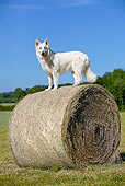 DOG 01 JE0092 01
White Swiss Shepherd Standing On Hay Bale