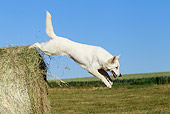 DOG 01 JE0093 01
White Swiss Shepherd Jumping Off Of Hay Bale