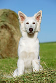 DOG 01 JE0094 01
White Swiss Shepherd Sitting On Hay By Hay Bale