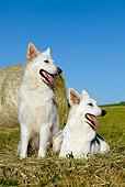 DOG 01 JE0095 01
Two White Swiss Shepherds Resting On Grass By Hay Bale