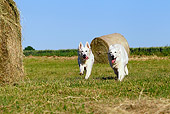 DOG 01 JE0096 01
Two White Swiss Shepherds Running Through Field By Hay Bales