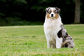 DOG 01 JE0097 01
Australian Shepherd Sitting On Grass