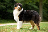 DOG 01 JE0098 01
Australian Shepherd Standing On Grass In Rain