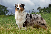 DOG 01 JE0099 01
Australian Shepherd Standing On Grass