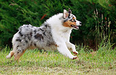 DOG 01 JE0100 01
Australian Shepherd Running On Grass