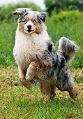 DOG 01 JE0102 01
Australian Shepherd Running On Grass