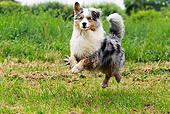 DOG 01 JE0104 01
Australian Shepherd Running On Grass