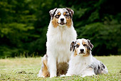 DOG 01 JE0107 01
Two Australian Shepherds On Grass