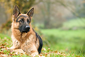 DOG 01 JE0112 01
German Shepherd Laying On Grass And Fallen Leaves