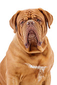 DOG 01 JE0117 01
Portrait Of Dogue De Bordeaux On White Seamless