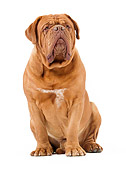 DOG 01 JE0118 01
Dogue De Bordeaux Sitting On White Seamless