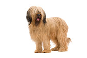 DOG 01 JE0119 01
Briard Standing On White Seamless