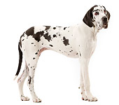 DOG 01 JE0121 01
Harlequin Great Dane Standing On White Seamless Profile