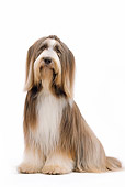 DOG 01 JE0122 01
Bearded Collie Sitting On White Seamless