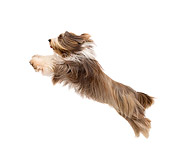 DOG 01 JE0123 01
Bearded Collie Leaping On White Seamless Profile
