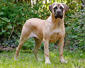 DOG 01 JE0124 01
Bullmastiff Standing On Grass
