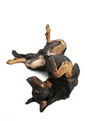 DOG 01 JE0125 01
Beauceron Rolling On Back On White Seamless