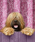 DOG 01 JE0126 01
Portrait Of Briard Looking Over Fence