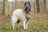 DOG 01 JE0127 01
Tervuren Belgian Shepherd Standing In Woods