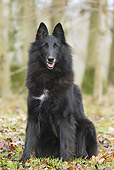DOG 01 JE0128 01
Groenendael Belgian Shepherd Sitting In Woods