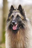 DOG 01 JE0129 01
Portrait Of Tervuren Belgian Shepherd In Woods