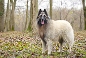 DOG 01 JE0130 01
Tervuren Belgian Shepherd Standing In Woods