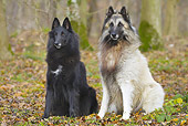 DOG 01 JE0132 01
Groenendael And Tervuren Belgian Shepherds Sitting In Woods