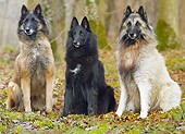 DOG 01 JE0133 01
Groenendael And Two Tervuren Belgian Shepherds Sitting In Woods