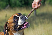 DOG 01 JE0134 01
Head Shot Of Boxer Playing With Stick