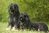 DOG 01 JE0135 01
Polish Lowland Sheepdogs On Grass