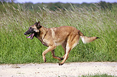 DOG 01 JE0136 01
Belgian Malinois Running On Sand