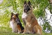 DOG 01 JE0137 01
Shetland Sheepdog And Belgian Shepherd Sitting On Grass