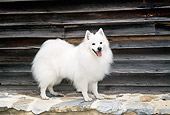 DOG 01 JN0001 01
American Eskimo Standing On Rock Wall