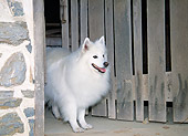 DOG 01 JN0002 01
American Eskimo Standing In Doorway
