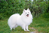 DOG 01 JN0003 01
American Eskimo Standing On Grass At Edge Of Woods