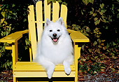 DOG 01 JN0004 01
American Eskimo Laying On Yellow Outdoor Chair