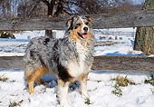 DOG 01 JN0005 01
Australian Shepherd Standing By Wooden Fence In Snow