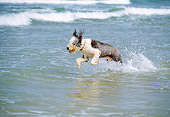 DOG 01 JN0008 01
Old English Sheepdog Running Through Water On Beach