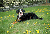 DOG 01 JN0009 01
Bernese Mountain Dog Laying On Grass And Dandelions